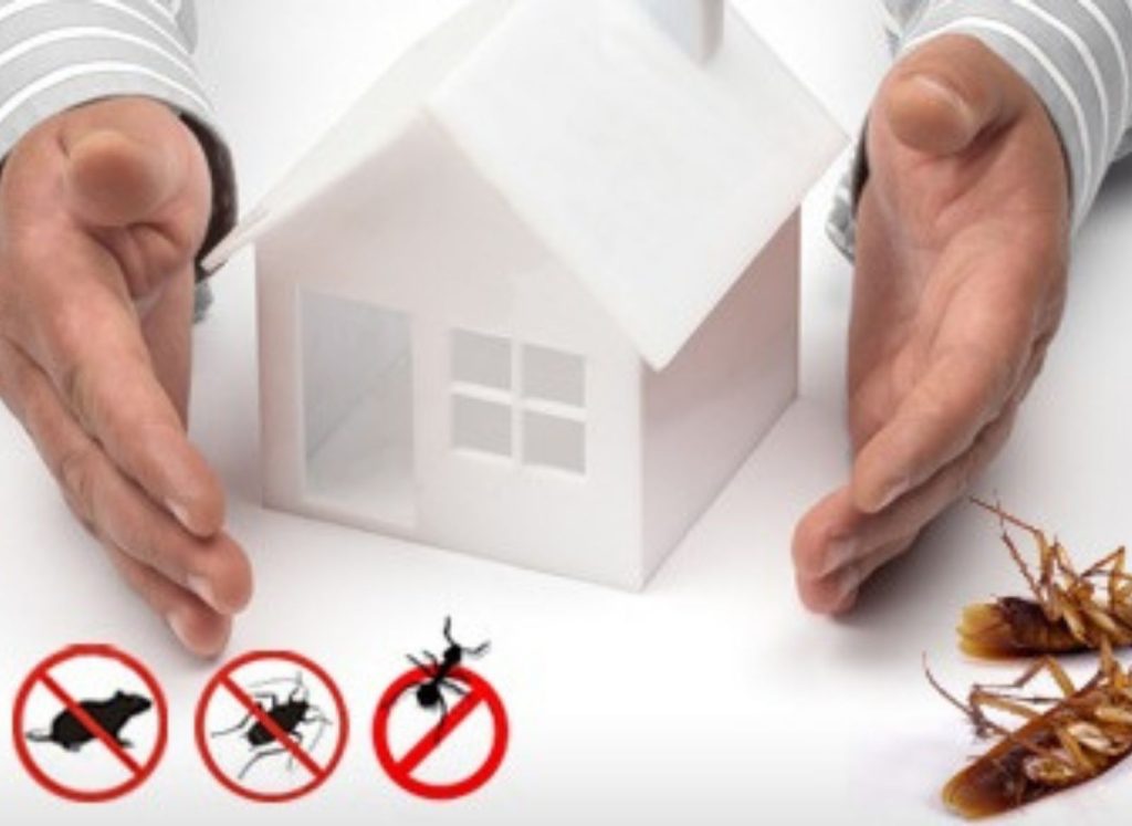 Spider control services for homes and businesses