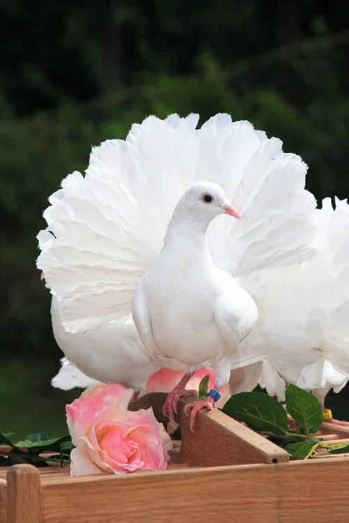 What does it mean if a dove visits you?